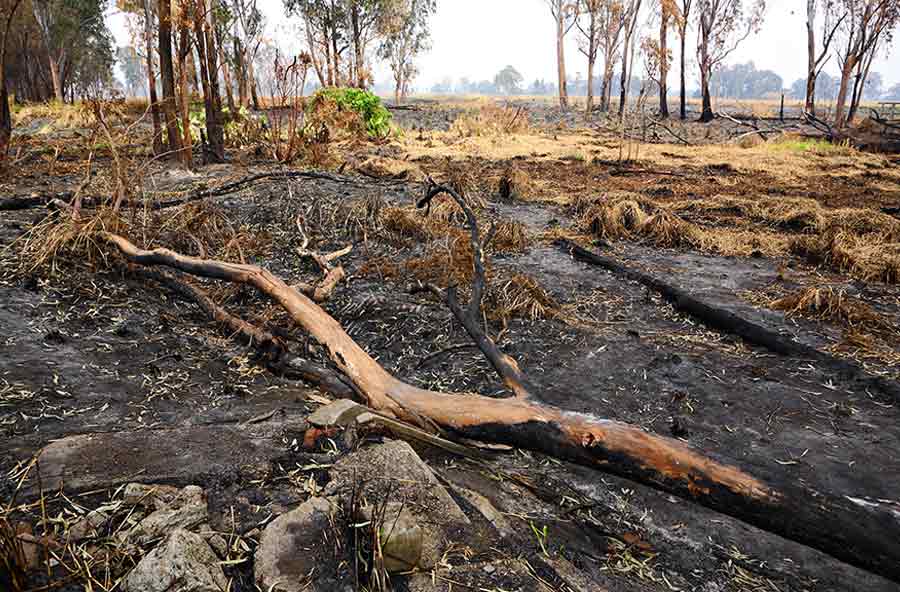 incendio forestal arbol destruido